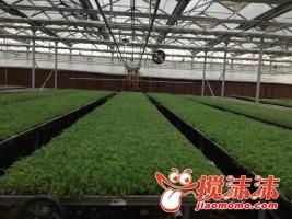 互助 工廠化育苗有效緩解種苗供需矛盾，助力西寧林業發展