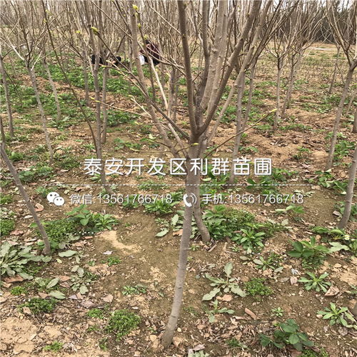 山東柿子樹(shù)苗品種概覽與新品種發(fā)展趨勢(shì)