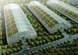 大棚蕓豆控旺的合適時機與方法