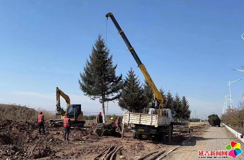 優選樹木苗圃育苗 綠美延吉林木育苗——園建公司在行動
